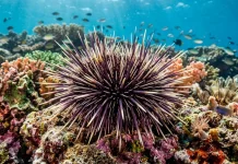 Mengenal Landak Laut, Si Duri yang Punya Banyak Manfaat