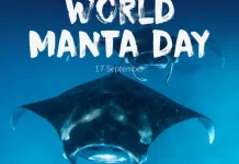 Hari Manta Sedunia Setiap 17 September, Simak Sejarahnya dan Tema 2026