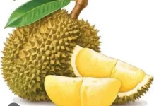 Enam Fakta tentang Buah Durian yang Sebaiknya Diketahui