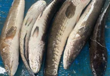 Manfaat Ikan Gabus untuk Kesehatan Tubuh