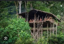 Mengenal Suku Korowai dipedalaman Papua Indonesia