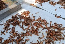 Jamu Kartini Bersama Anak Menjangkau Kepri