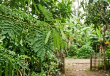 Sering Dianggap Biasa, ternyata Petai Cina Punya Manfaat
