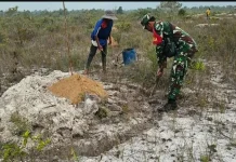 Babinsa Serasan Dorong Warga Tanam Kelapa