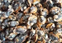 Kenali Risiko Kesehatan di Balik Nikmatnya Mengonsumsi Kerang