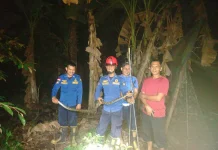 Damkarmat Natuna Evakuasi Ular Sawak di Ranai Darat