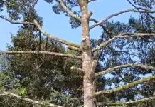 Pruning salah satu cara agar durian berbuah lebat