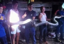 Damkarmat Natuna Evakuasi Ular Piton dari Rumah Warga