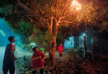 Damkarmat Natuna Evakuasi Sarang Tawon di Sepempang