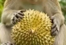 Monyet Musuh Utama Petani Durian