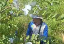 Prospek Jambu Biji Tukal di Natuna
