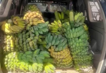 Pisang Kepok Natuna