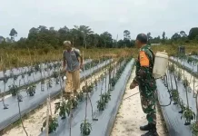 Perkuat Ketahanan Pangan, Babinsa Harapan Jaya Dampingi Petani Rawat Cabai