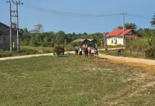 Gotong Royong Perkuat Kebersihan Lingkungan Kantor Camat Batubi