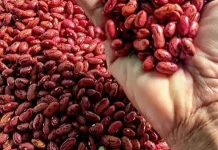 Manfaat Kacang Merah untuk Kesehatan Tubuh