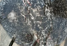 Ikan Pari Segar, Lezat Diolah Menjadi Beragam Masakan