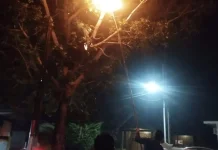 Damkarmat Natuna Evakuasi Sarang Tawon di Ranai Kota