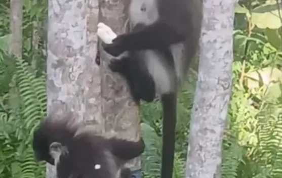 Kekah, Hewan Primata Khas Natuna