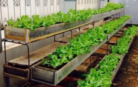 Fenomena Berkebun Urban Sebagai Gaya Hidup Modern