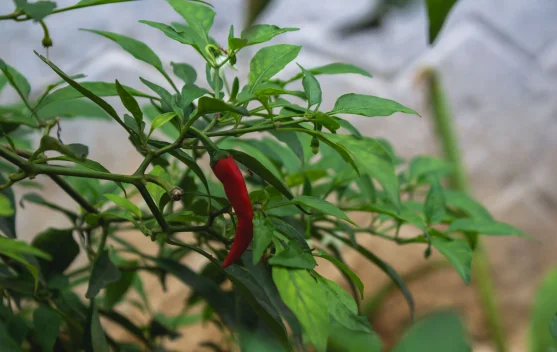 Manfaat Menanam Cabai Sendiri Dirumah