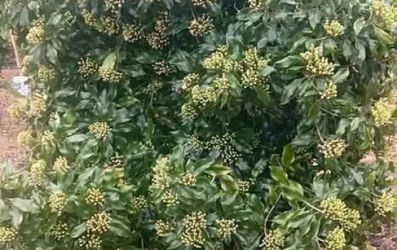 Panen Cengkeh di Bulan Ramadan