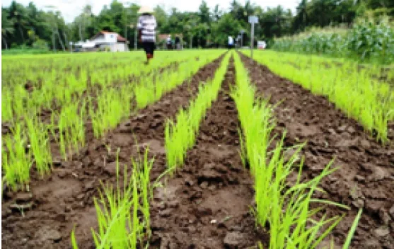 Akselerasi Pengembangan Benih Unggul Padi Gogo di Lahan Kering