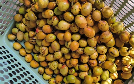 Musim Buah Matoa Tiba, Pedagang Musiman di Ranai Raup Cuan Melimpah