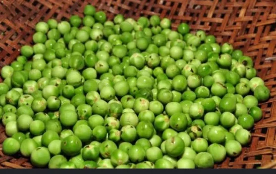 Fakta Menarik tentang Buah Rimbang - RRI.co.id