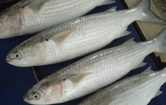 Cara Membedakan Ikan Segar agar Aman Dikonsumsi