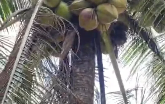 Kelapa Kampung Tanaman Turun Temurun di Natuna