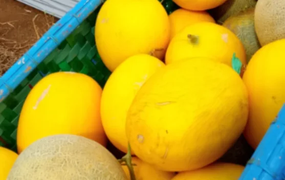 Petani Melon Harapan Jaya Terima Pesanan MBG