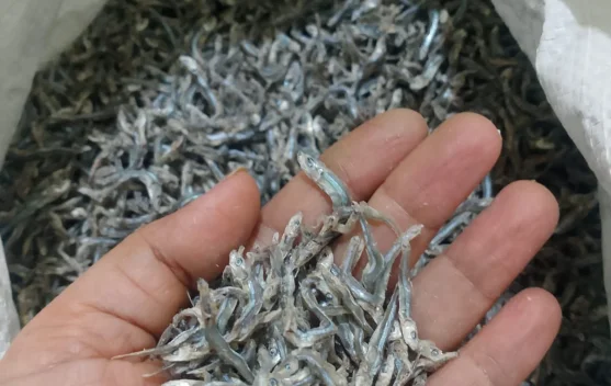 Warga Cemaga Natuna Andalkan Hasil Ikan Teri untuk Penuhi Kebutuhan Hidup