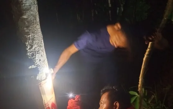Damkar Natuna Basmi Sarang Tawon di Ranai Darat