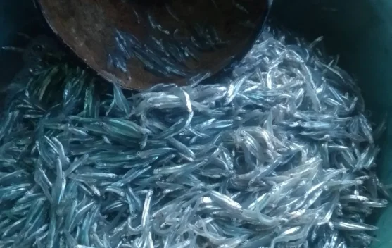 Ikan Bilis, Sumber Protein yang Murah dan Bergizi