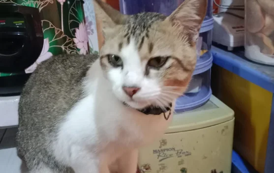 Mengenal Kucing dan Manfaat Memeliharanya untuk Kesehatan Mental