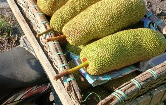 Nangkadak Mulai di Kembangkan di Natuna
