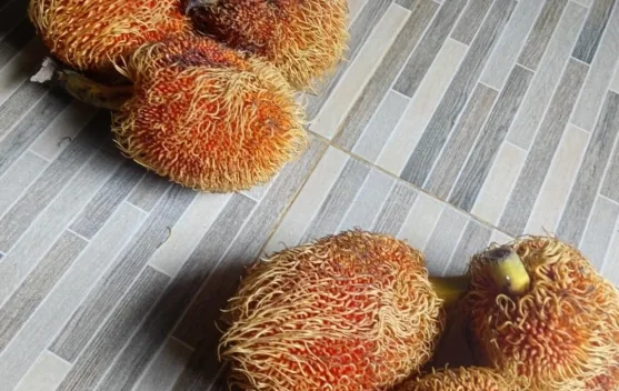 Buah Keluntan Khas Ranai Banjiri Lapak Pedagang