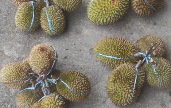 Durian di Ranai Mulai Banjir