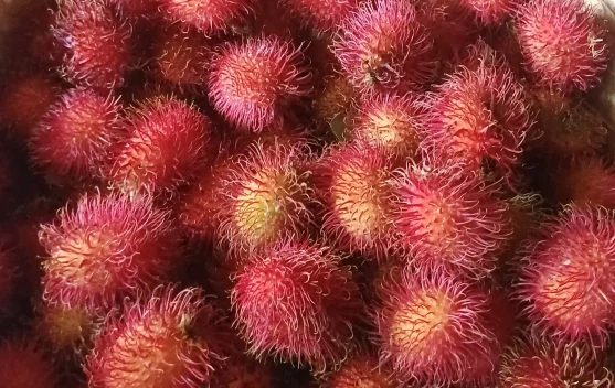 Khasiat Buah Rambutan untuk Kesehatan Sehari-hari