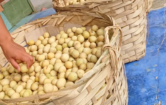 Buah Duku, Manis Alami dengan Segudang Manfaat
