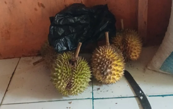 Buah Durian Raja Buah dengan Cita Rasa Istimewa