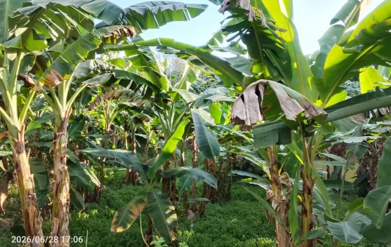 Kebun Pisang Jadi Peluang Baru Raih Penghasilan