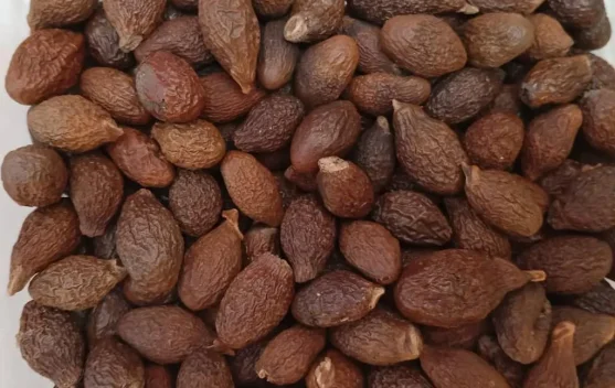 Harga Buah Kembang Semangkok Meningkat, Warga Ranai Mulai Berburu ke Hutan