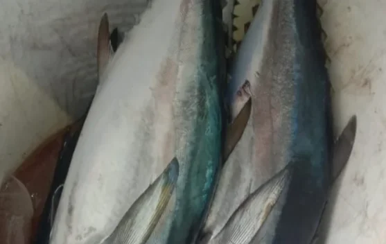 Ikan Tongkol Kaya dengan Protein dan Mineral