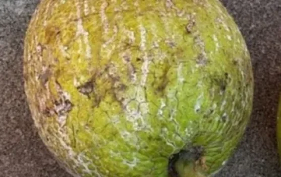 Kandungan Buah Sukun yang baik untuk Kesehatan