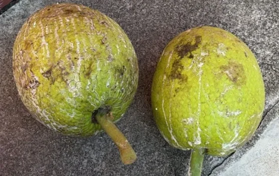 Sukun Buah Tropis yang Menyebar Keberbagai Penjuru Dunia