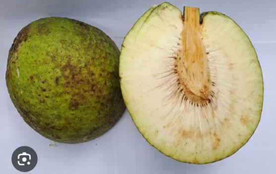 Tips Memilih Buah Sukun yang Tua dan Berkualitas Baik