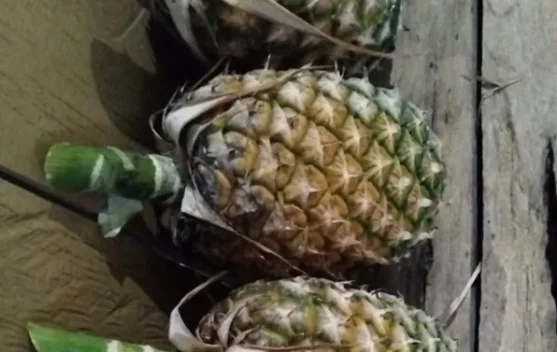 Tips Memilih Buah Nenas yang Manis dan Segar