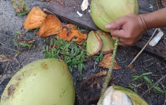 Tips Mengupas Kelapa Muda dengan Mudah