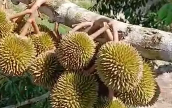 Berkah Durian Kampung